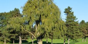 Una persona che passeggia tra la vegetazione, tra alberi coniferi e salici neri Unerba aromatica cresce ai loro piedi e le foglie di salice si muovono delicatamente al vento Unimmagine che ritrae la bellezza della natura e della pianta erbacea