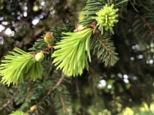 Questa foto ritrae una suggestiva pianta di abete bianco, dai rami pendenti e ricchi di bacche di ginepro una conifera che porta in sé tutto il fascino delle foreste di abeti e pini