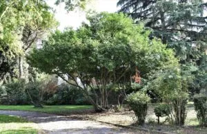 Un albero profumato che si eleva verso il cielo, unimmagine che celebra la natura e lambiente circostanti Una pianta che porta con sé una vegetazione ricca e una terra fertile, allaperto, in un bosco ricco di conifere Unimmagine che trasmette larmonia della natura