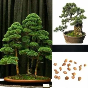 Questa immagine ritrae una particolare varietà di conifere, chiamata Pinus pinea, uno splendido arbusto in vaso che può essere utilizzata anche come bonsai Si tratta di una pianta che si adatta bene a qualsiasi tipo di terreno, ed è molto apprezzata sia per il suo aspetto decorativo che per la sua resistenza agli agenti atmosferici