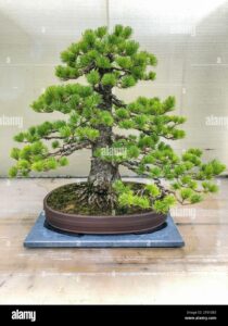 Una Pinus Pinea, un albero conifera dalle caratteristiche forme bonsai, coltivata in un vaso, simbolo di bellezza e armonia naturale