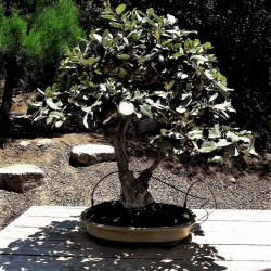 Questo albero bonsai di salice alaskano in un vaso, è una pianta succulenta decorativa e durevole, ideale per la vostra casa