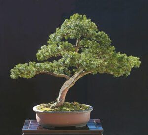 Unimmagine che ritrae lincantevole bellezza di un albero di tasso giapponese, racchiuso in un vaso, che ricorda la tradizione del Bonsai