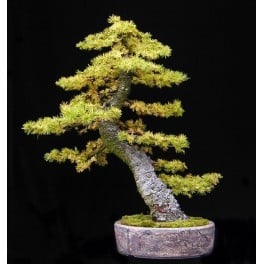 Questa magnifica pianta di Larice Siberiano, una conifere, è un esemplare di Bonsai in un vaso, unarte antica che consente di godere del fascino e della bellezza di un albero in miniatura