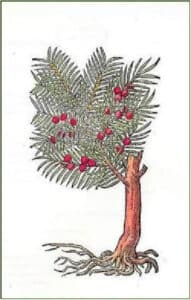 Larte dei ricami con un vasealbero mitico un modello di conifera, un tasso e un candeliere disegnato su un vaso per creare una suggestiva composizione