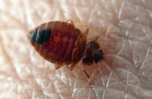 Immagine di larve di cimici da letto un problema comune negli alberghi e nelle case vacanza