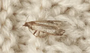 Immagine di larve di tarme, un metodo di controllo naturale e biologico sulla diffusione delle tarme dei tessuti utilizzando piume e pellicce