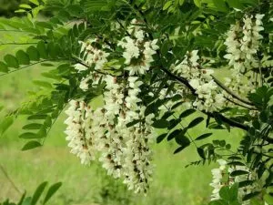 Questa foto mostra un albero di robinia con i suoi delicati petali di fiore che brillano alla luce del sole, circondati dalle foglie verdeggianti e dalle piante di astragalo che crescono intorno Uno spettacolo di bellezza e armonia della natura