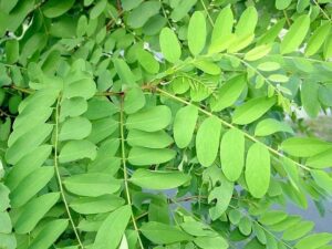 Una pianta di astragalo con fiori gialli luminosi che si stagliano su una ricca vegetazione verdeggiante, con una foglia a forma di cuore come sfondo Unimmagine perfetta per rappresentare la bellezza della natura!