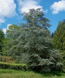 Questa immagine ritrae un magnifico cedro atlantico, una specie di albero conifera che prospera nella vegetazione dei cespugli La sua robusta struttura e i suoi colori vivaci sono una meraviglia per gli occhi