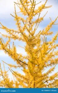 Questa immagine ritrae un pino giallo, unesemplare di una pineconifere, una pianta della famiglia degli alberi di larice Si tratta di una varietà di pino dal colore giallo caratteristico