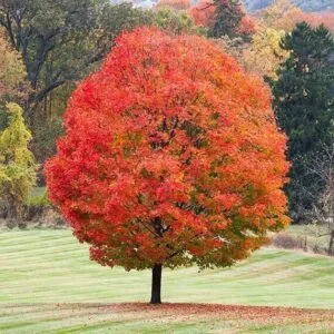 Un albero dacero ricoperto da foglie dorate e arancioni dellautunno che offre una dolce sostanza di zucchero dacero la perfezione della natura
