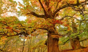 Una natura incantevole un albero in autunno con le sue foglie dorate che cambiano colore, il tronco robusto che sostiene la pianta e che ci ricorda la forza della natura