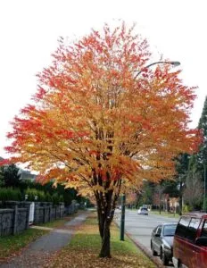 Un albero magico di OakPianta dalle foglie dacero dellautunno, che regala un incantevole scorcio di una città La quercia dalla sua ruota ha trasformato il suo tronco in una macchina che porta alla scoperta di altri mondi