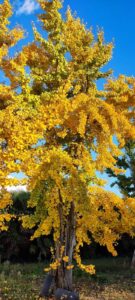 Questa immagine mostra la bellezza di una pianta di Ginkgo Biloba nella sua forma più autentica un albero con un tronco scuro e una cima di foglie dorate, che si staglia contro uno sfondo di vegetazione in un autunno dai colori caldi