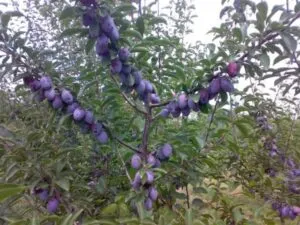 Immagine di un albero magico che produce frutta e bacche di prugna e mirtillo blu una pianta che produce deliziosi e nutrienti alimenti per una vita sana