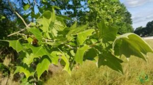 Questa immagine mostra una vista suggestiva della vegetazione composta da alberi di platano americano, acero, quercia, tiglio e erba Una bellezza naturale che ricorda limportanza di preservare le piante per mantenere la biodiversità
