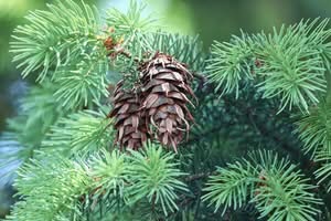 Questimmagine mostra una varietà di alberi coniferi come lAbete Douglas, lHemlock, il Pino, la Picea, lAnanas, il Larice e lOntano Questi alberi sono una parte importante della nostra vita, dando ombra, abbondanza, salute e forza