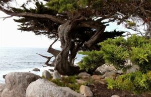 Unimmagine di una scena di montagna con un albero di cypress monterey in primo piano, una roccia e il mare in lontananza, tutto racchiuso nella natura incontaminata dellaperto una conifera con uno sfondo da sogno