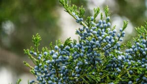 Una fotografia di un albero di cedro della Virginia con bacche di mirtillo e pigne, unalimentazione ricca di prodotti naturali come frutta di conifere e cibo delizioso