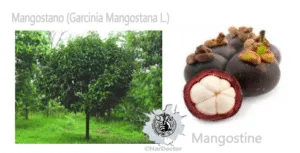 Una bacca esotica dolce e succosa che cresce su un albero ma che può essere anche trasformata in un delizioso prodotto da forno BerryCibo! Puoi gustare la frutta, oltre ai noccioli di frutta, come gustosa verdura