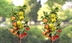 Questa immagine ritrae una magica natura a base di prodotti WheatCibo una bella mela e una succulenta pera che ricordano il frumento sulla pianta da cui essi sono cresciuti