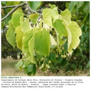 Questa immagine mostra la variegata vegetazione che si può trovare in un bosco da un tiglio americano a una quercia, da un platano a unerbacea pianta di muschio, oltre a una ricca varietà di alberi e foglie Una scena idilliaca che mostra la natura incontaminata al suo meglio