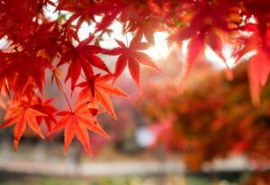 La foglia marrone di un acero caroliniano, Fraxinus Caroliniana, dà un tocco di autunno alla pianta e allalbero