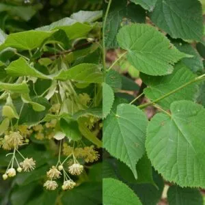 Una bellissima foto di un tiglio selvatico, con le sue foglie verdi e le sue delicate infiorescenze bianche Uno splendido albero erbaceo dalle grandi foglie, un simbolo di vegetazione e di erbe che abbelliscono il nostro paesaggio