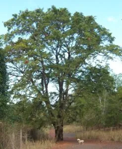 Questa immagine mostra una splendida varietà di alberi, dal tamarindo al firlalbero, dal tronco della quercia al sicomoro, dalla conifera allabete Il tutto è racchiuso in una ricca vegetazione e in un bellissimo boschetto o bosco