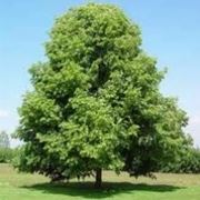 Questa immagine mostra una composizione di alberi di due specie diverse un tiglio della Carolina Betula caroliniana e una quercia bianca Quercus alba, che si fondono con un acero Acer e una betulla Betula Il tiglio della Carolina è un albero spettacolare con un fogliame verde intenso e una corteccia grigia e squamosa La quercia bianca è una pianta resistente e longeva, caratterizzata da una corteccia grigia bianca, fogliame verde brillante e frutti di colore marrone Queste due specie di alberi formano una composizione unica ed elegante, che unisce la bellezza dei tigli con la forza della quercia
