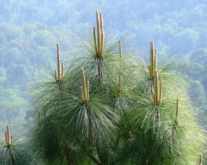 Questa immagine mostra un pino himalayano con una fitta vegetazione conifere che circonda la base dellalbero Inoltre, una varietà di erbe e fiori si trovano tra le radici dellalbero, offrendo una vista unica e affascinante della ricca diversità della natura