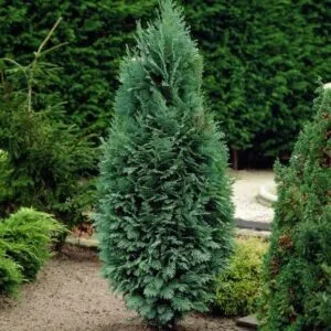 Questa foto mostra unimponente port orford cedar, una conifera che fa parte della famiglia delle piante e degli alberi di abete Una maestosa vegetazione locale, che caratterizza in modo unico la bellezza delle foreste pluviali