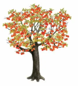 Immagine di un albero di Kaki con un tronco di Acero e Quercia, i suoi rami sono ornati da Sico, Foglie e Frutti colorati Una visione unica e meravigliosa della natura!