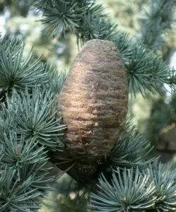 Questa immagine mostra una foresta di cedri dellAtlante, un tipo di conifera che si trova tipicamente nellAfrica settentrionale Una SwordPianta, una specie di albero simile a un abete o a un larice, cresce tra i cedri Una granata e una spada giacciono ai piedi dellalbero, simboleggiando le munizioni e le armi che i soldati usano in guerra