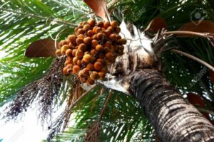 Unimmagine che ritrae una palma da datteri, con il suo grande albero che produce cibo e frutta, dando vita a una vegetazione abbondante Una pianta che fornisce unampia varietà di verdure, prodotte in modo sano e naturale