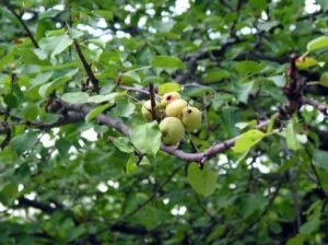 Questa fotografia mostra un albero selvatico che cresce allaperto e che offre una straordinaria varietà di prodotti naturali come la pera e la mela La natura offre una ricca gamma di cibi nutrienti come frutta, piante e verdure