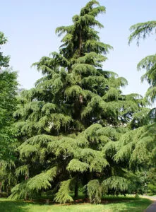 Una preziosa risorsa digitale che mostra una pianta conifera, un abete o un pino, che cresce in una ricca vegetazione