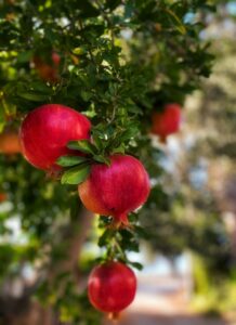 Questa piccola pianta di melograno produce frutta ricca di proprietà benefiche, come la mela, ma con un sapore decisamente più intenso!