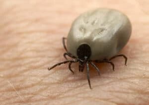 Pulci con ali immaginarie per illustrare il concetto che le pulci volano, in un articolo sul controllo delle infestazioni da zecche in casa e giardino