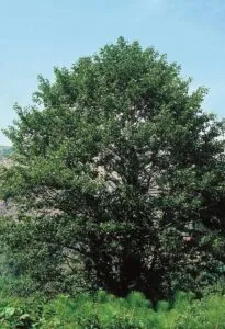 Unimmagine che rappresenta lalbero della vita e la vegetazione un albero maestoso e un cespuglio di tiglio e quercia Una magica pianta, rappresentazione della grandezza della natura