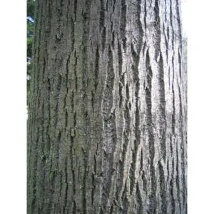 In questa magica immagine, un albero le cui foglie sono composte da LeafPianta cresce da un tronco forte e robusto Un albero dotato di una magia speciale che porta speranza e felicità
