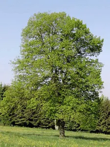 Questa immagine mostra una vista di un bellissimo albero di tiglio selvatico della Crimea, con una quercia che si staglia sullo sfondo Una splendida pianta che offre una vista emozionante