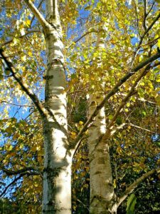 Una bianca betulla si erge solitaria verso il cielo, con le sue foglie verdi che si estendono su un tronco nodoso e grigio Circondata da un bosco di vegetazione, la betulla troneggia in una radura aperta, con i suoi rami che si perdono tra la terra e lorizzonte