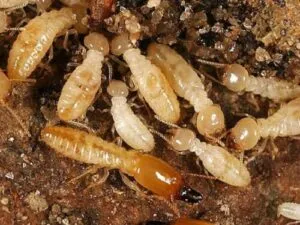 Immagine di un gruppo di insetti termiti striscianti su una superficie di legno prevenire linfestazione delle termiti è importante per la conservazione della casa