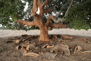Un tronco dalbero di quercia del Portogallo galleggia nellacqua, offrendo una vista affascinante ed evocativa della natura e della bellezza del legno