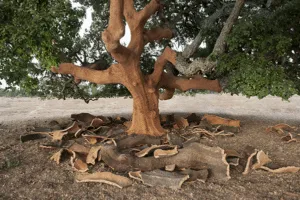 Un tronco dalbero di quercia del Portogallo galleggia nellacqua, offrendo una vista affascinante ed evocativa della natura e della bellezza del legno
