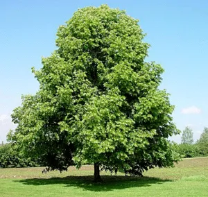 Questa foto mostra unincantevole vista della natura con un albero mistico composto da Birch, Quercia, Tiglio, Acero e Betulla Una pianta unica e magnifica che porta con sé unatmosfera di pace e serenità