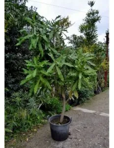 Questa immagine mostra una rigogliosa pianta di macadamia in un vaso, con grandi foglie verdi che si estendono da un albero ben curato Una ricca vegetazione circonda lalbero, mostrando la bellezza di queste deliziose noci