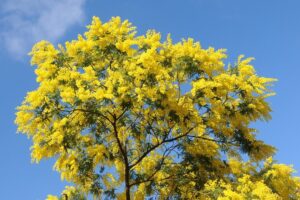Un fiore di Mimosa che regala un delicato profumo la pianta perfetta per regalare unatmosfera di dolcezza